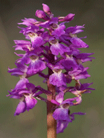 Orchis mascula